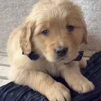 Hunter, a male Golden Retriever for sale in Rushville, NY – Photo 2 of 8