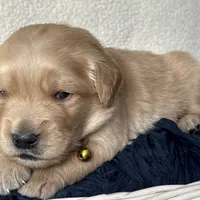 Hunter, a male Golden Retriever for sale in Rushville, NY – Photo 6 of 8