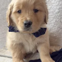 Hunter, a male Golden Retriever for sale in Rushville, NY – Photo 4 of 8