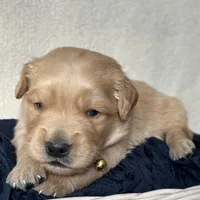 Hunter, a male Golden Retriever for sale in Rushville, NY – Photo 5 of 8