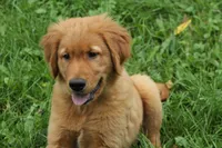Kash, a male Golden Retriever for sale in Rushville, NY – 2 of 5