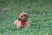 Axle, a male Golden Retriever for sale in Rushville, NY – 4 of 4