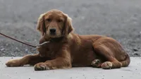 Jaxon, a male Golden Retriever for sale in Rushville, NY – 2 of 7
