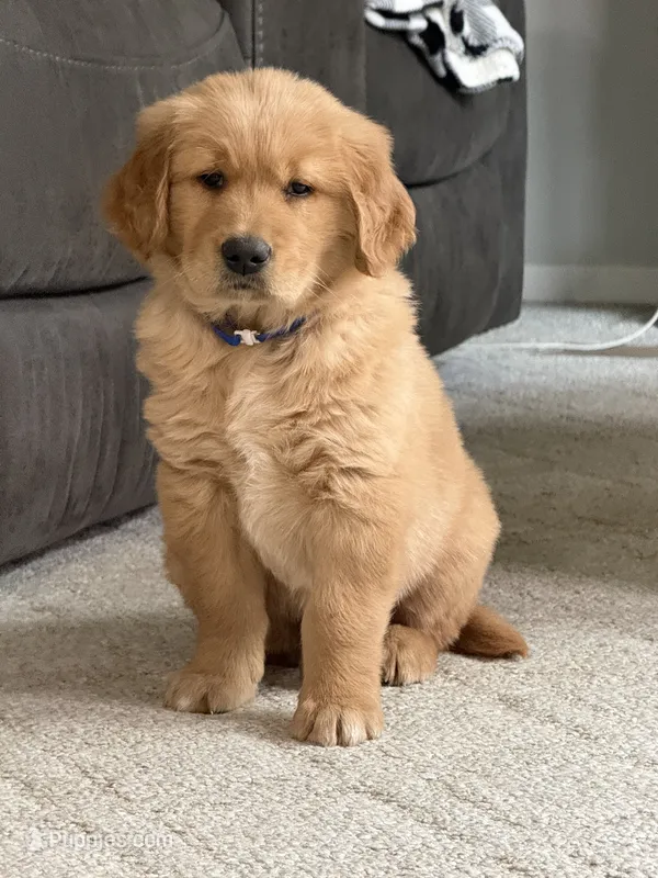 Kingston – Golden Retriever puppy for sale in Rushville, NY