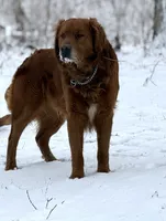 Jaxon, a male Golden Retriever for sale in Rushville, NY – 4 of 7