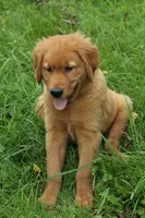 Kash, a male Golden Retriever for sale in Rushville, NY – 4 of 5