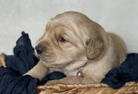 Princess, a female Golden Retriever for sale in Rushville, NY – Photo 3 of 4