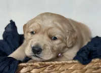 Princess, a female Golden Retriever for sale in Rushville, NY – Photo 2 of 4