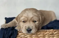 Princess, a female Golden Retriever for sale in Rushville, NY – Photo 4 of 4