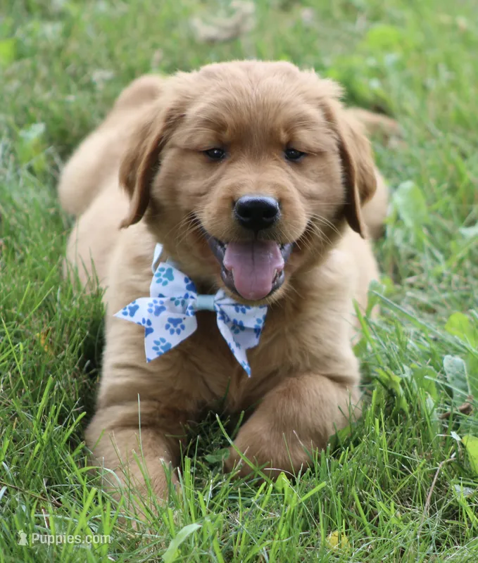 Reece – Golden Retriever puppy for sale in Rushville, NY