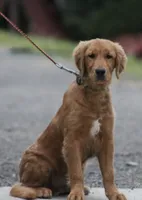 Leo, a male Golden Retriever for sale in Rushville, NY – 3 of 4