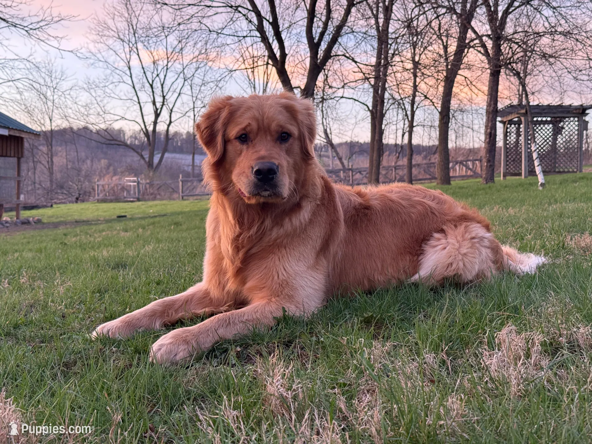 Tundra, a male Golden Retriever for sale in Rushville, NY – Photo 3 of 3