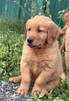 Axle, a male Golden Retriever for sale in Rushville, NY – 3 of 4