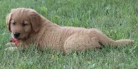 Axle, a male Golden Retriever for sale in Rushville, NY – 2 of 4