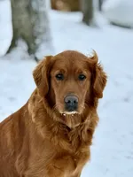 Reece, a male Golden Retriever for sale in Rushville, NY – 4 of 5