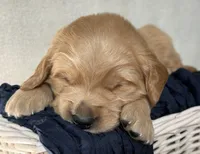 Remington, a male Golden Retriever for sale in Rushville, NY – Photo 4 of 4