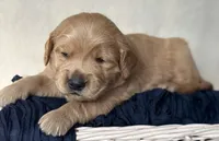 Remington, a male Golden Retriever for sale in Rushville, NY – Photo 2 of 4