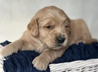 Remington, a male Golden Retriever for sale in Rushville, NY – Photo 1 of 4