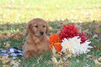 Autumn, a female Golden Retriever for sale in Rushville, NY – Photo 3 of 10