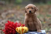 Autumn, a female Golden Retriever for sale in Rushville, NY – Photo 7 of 10