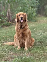 Autumn, a female Golden Retriever for sale in Rushville, NY – Photo 9 of 10