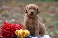 Autumn, a female Golden Retriever for sale in Rushville, NY – Photo 5 of 10