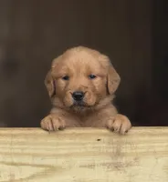 Autumn, a female Golden Retriever for sale in Rushville, NY – Photo 8 of 10