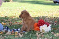 Autumn, a female Golden Retriever for sale in Rushville, NY – Photo 4 of 10