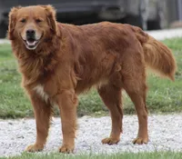 Autumn, a female Golden Retriever for sale in Rushville, NY – Photo 10 of 10
