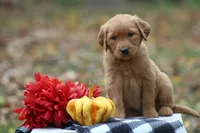 Autumn, a female Golden Retriever for sale in Rushville, NY – Photo 6 of 10