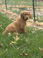 Autumn, a female Golden Retriever for sale in Rushville, NY – Photo 1 of 10