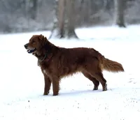 Frances, a female Golden Retriever for sale in Rushville, NY – Photo 7 of 8