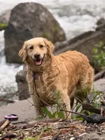 Frances, a female Golden Retriever for sale in Rushville, NY – Photo 8 of 8