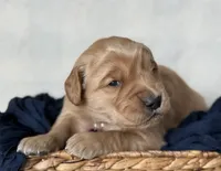 Frances, a female Golden Retriever for sale in Rushville, NY – Photo 3 of 8