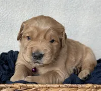 Frances, a female Golden Retriever for sale in Rushville, NY – Photo 1 of 8