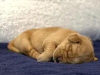 Frances, a female Golden Retriever for sale in Rushville, NY – Photo 5 of 8