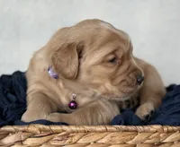 Frances, a female Golden Retriever for sale in Rushville, NY – Photo 4 of 8