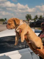 Sunshine - Rojo Fluffy, a male French Bulldog for sale in Austin, TX – 6 of 7