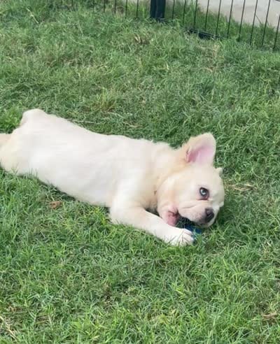 Pluto - Cream Merle, a male French Bulldog for sale in Austin, TX – 6 of 6