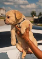 Hendrix -Fluffy Cream Merle , a male French Bulldog for sale in Austin, TX – 2 of 6