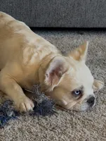Pluto - Fluffy Cream Merle, a male French Bulldog for sale in Austin, TX – 1 of 10