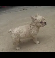 Pluto, a male French Bulldog for sale in Austin, TX – 2 of 3