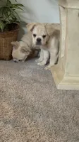 Hendrix -Fluffy Cream Merle , a male French Bulldog for sale in Austin, TX – 3 of 10