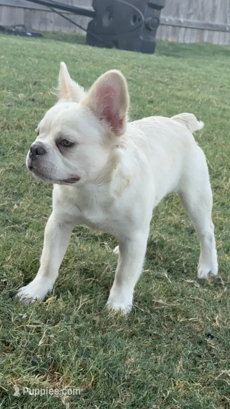 Fluffy Frenchie Boy – French Bulldog puppy for sale in Austin, TX