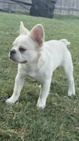 Wham, a male French Bulldog for sale in Austin, TX – 2 of 8