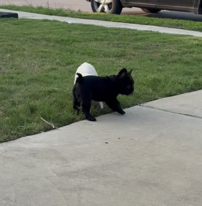 Harlem - Female Fluffy , a female French Bulldog for sale in Austin, TX – 5 of 5