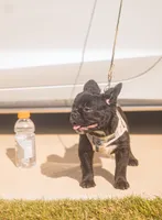 Harlem - Female Fluffy , a female French Bulldog for sale in Austin, TX – 2 of 5