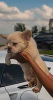 Wham- Cream Fluffy , a male French Bulldog for sale in Austin, TX – 1 of 8