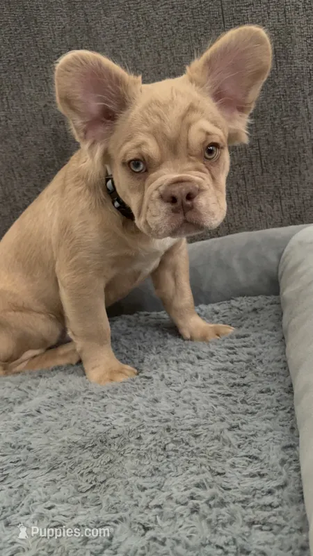 Sunshine - Rojo Male Fluffy – French Bulldog puppy for sale in Austin, TX