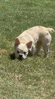 Hendrix, a male French Bulldog for sale in Austin, TX – 1 of 7